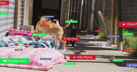 Small tan dog leaping across sunlit porch with colorful cushions and social media tags
