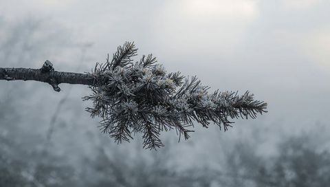 Frost-Covered Conifer Branch with Hoarfrost and Snow Crystals in Misty Winter Forest