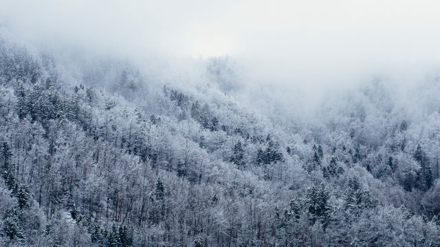 Snow-covered forested mountains shrouded in mist provide a serene and tranquil winter scene ideal for backgrounds in advertising, nature magazines, travel brochures, or social media posts conveying calmness and beauty of untouched wilderness.