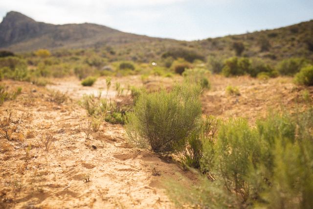 Green bushes and plants thriving in a semi-arid desert landscape under a sunny sky. Ideal for use in environmental studies, ecosystem research, nature conservation projects, and educational materials about arid climates and natural habitats.