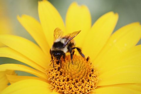 Close-up of ground wasp pollinating yellow flower