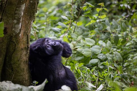 Gorilla resting peacefully against tree in lush forest