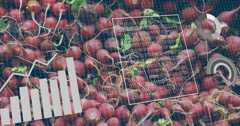 Digital Agriculture and Red Radishes with Analytics Display