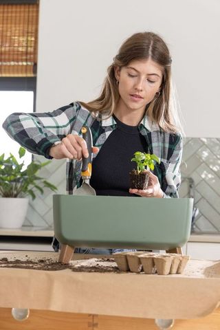 Transplanting seedling into green raised planter on kitchen countertop during daylight