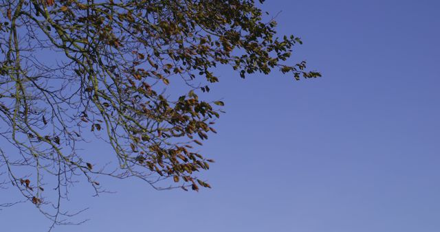 Tree branches with autumn leaves contrasted against clear blue sky, perfect for seasonal or nature-themed projects. Ideal for backgrounds, presentations, website banners, or autumn promotional materials.