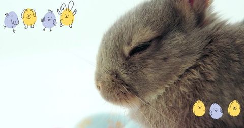 Grey rabbit sleeping close-up on pastel blue pillow with whiskers and cute cartoon overlays