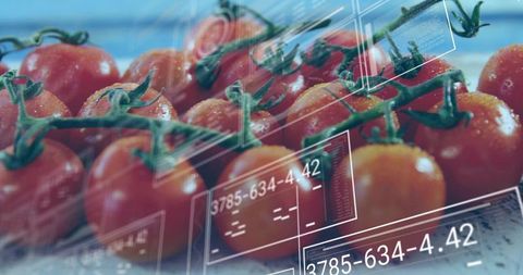Smart Produce Inspection: Dewy Cherry Tomato Cluster with Augmented Reality Data Overlays