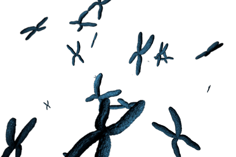 transparent blue chromosome vector on transparent background - Download Free Stock Videos Pikwizard.com