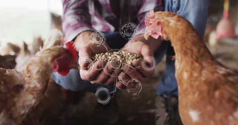 Farmer Feeding Chickens with Innovative Farming Technology Overlay