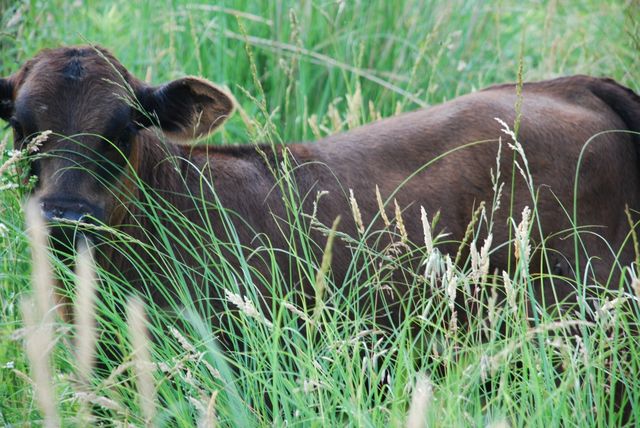 Brown calf surrounded by tall grass, symbolizing pastoral life and agriculture. Ideal for agricultural magazines, rural lifestyle blogs, nature research articles, or informing about cattle farming.