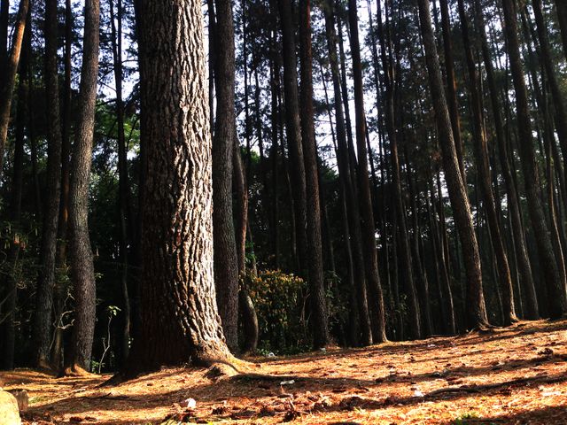 The image depicts a serene pine forest with tall trees and sunlight filtering through the branches. The forest floor is covered with fallen leaves and pine needles, creating a natural carpet. The towering pine trees cast long shadows, adding depth to the tranquil scene. Suitable for nature-themed projects, environmental campaigns, and relaxation or meditation visuals.