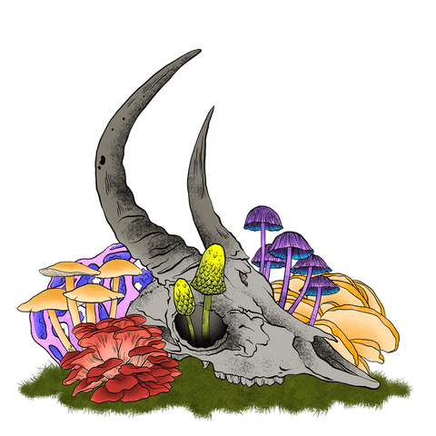 Transparent horned skull with colorful mushrooms line art illustration