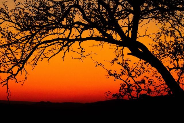 Silhouette of a tree with detailed branches spread out against a striking orange and red sunset sky. Scenic and tranquil, ideal for backgrounds, websites, posters, and calming nature-themed projects.