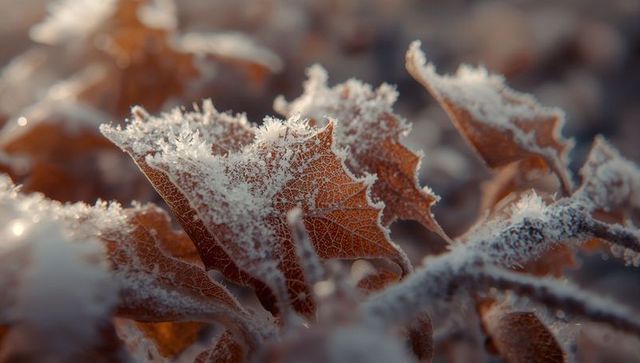 Frost-Covered Oak Leaves Displaying Intricate Veins in Winter Garden