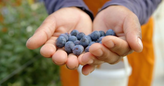 A person presents a handful of fresh blueberries, with copy space. Capturing the essence of sustainable living and healthy eating, the image showcases a farm-to-table concept.