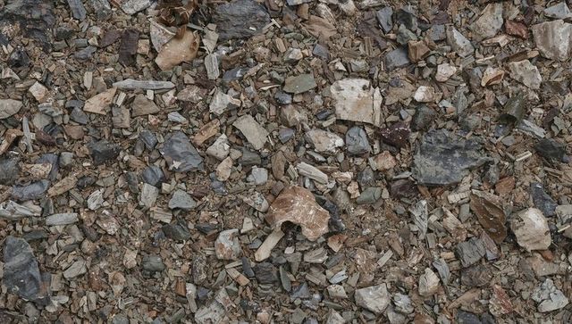 Overhead macro of crushed seashells and pebbles showing large brown shell fragment
