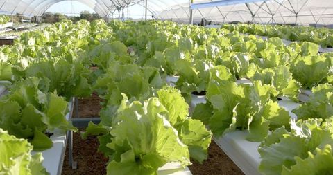 Lettuce growing in hydroponic greenhouse for sustainable farming