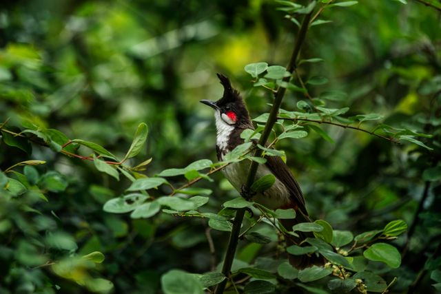 Red-whiskered Bulbul sitting on leafy branch in dense tropical vegetation. This image is ideal for use in nature and wildlife articles, bird watching blogs, environmental campaigns, educational materials, and decorative wall art.