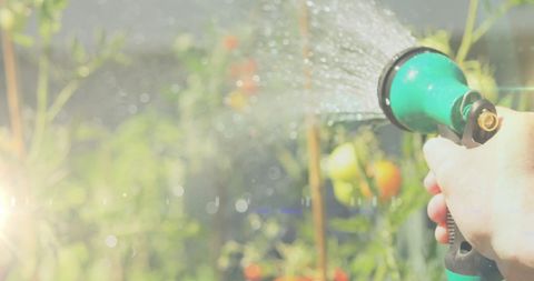 Hand watering plants in summer garden day