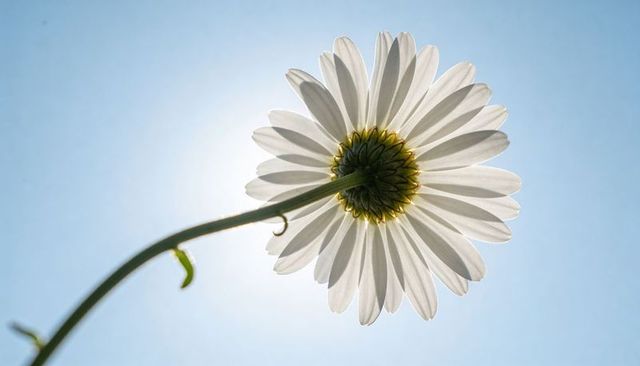 Backlit white daisy with sun halo and delicate veined petals, close-up minimalist blue sky