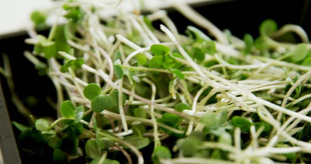 Fresh green microgreens growing in a black box with a white background. These tiny plants are rich in nutrients and commonly used in salads, sandwiches, and as garnishes. Perfect for promoting healthy eating, organic gardening, and clean eating lifestyle visuals.