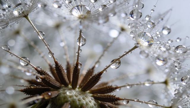 Macro dandelion seed head sparkling with morning dew drops and soft bokeh reflections