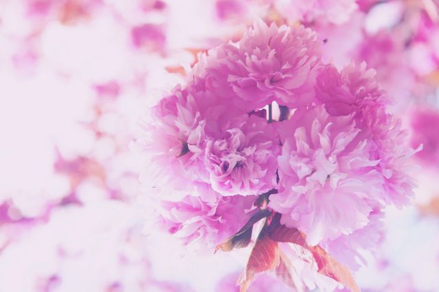 Soft Pink Blossom in Springtime Sunrise - Download Free Stock Photos Pikwizard.com