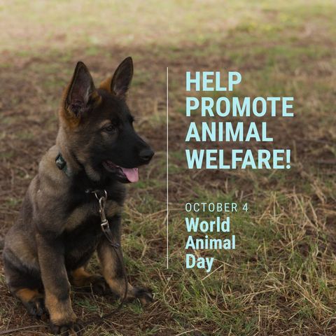 celebrating world animal day with a playful puppy - Download Free Stock Templates Pikwizard.com
