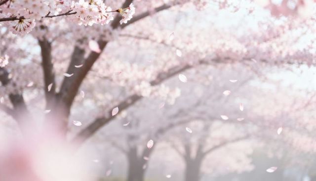 Cherry blossom petals drifting across pastel spring avenue creating soft bokeh