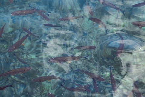 School of small fish swimming in clear blue waters