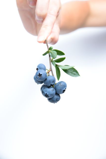 Close-up of a hand holding fresh blueberries on a stem against a white background. Perfect for showcasing organic fruits, promoting healthy eating, and emphasizing natural agriculture products. Ideal for use in health and wellness blogs, food industry advertising, and nutrition guides.