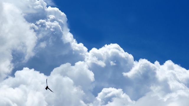 Bird Soaring in Blue Sky with Fluffy White Clouds - Download Free Stock Photos Pikwizard.com