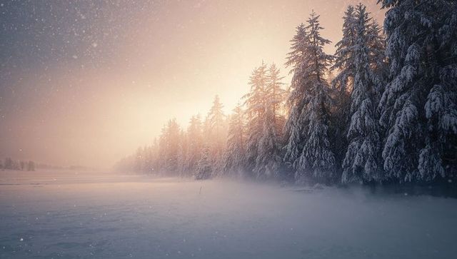 Sunrise mist over snow-laden evergreens and frozen field, serene winter wilderness
