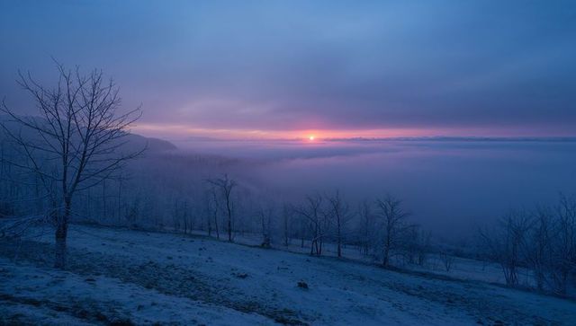 Sunrise casting pink glow over fog-filled valley on frosty hillside with bare trees