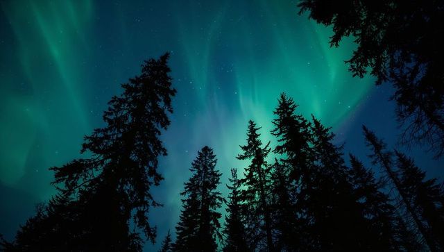 Silhouetted evergreen forest beneath vibrant green-teal aurora borealis and stars