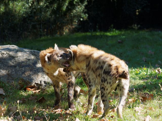Hyenas captured play fighting on a grassy field under sunlight. Their interaction showcases natural behavior in the wild. Ideal for use in wildlife documentaries, educational materials, or articles on animal behavior and nature.