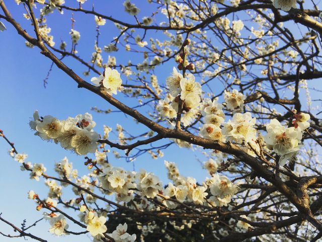 This beautiful scene of white plum blossoms contrasting with the clear blue sky epitomizes the serene beauty of springtime. Perfect for use in nature-inspired blogs, seasonal greeting cards, or background imagery for websites promoting natural beauty and outdoor activities.