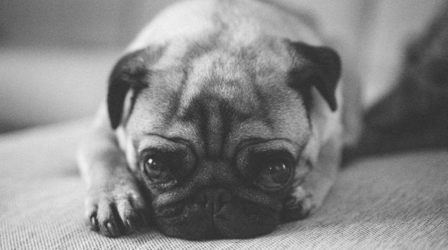 Close-up black-and-white photo of a pug lying down indoors. The sad expression of the pug adds an emotional touch, making it great for content related to pet care, animal emotions, and veterinary services. Perfect for blogs, websites, and social media posts discussing pet health and well-being.