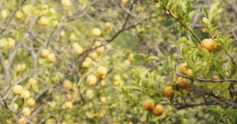 Sunlit lemon canopy hanging ripe fruit with soft bokeh and lush green foliage