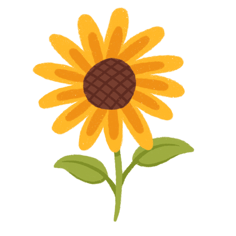 hand-drawn sunflower illustration on transparent background - Download Free Stock Videos Pikwizard.com