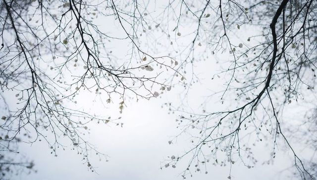 Reaching bare branches forming delicate lattice over pale overcast sky monochrome minimalist