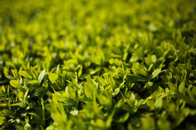 Vibrant Green Foliage in Sunlight - Download Free Stock Photos Pikwizard.com