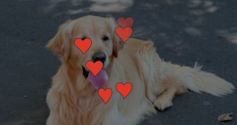 Golden retriever with heart graphics posing celebrate love