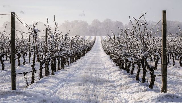Snow-covered vineyard lane leading to misty tree line, winter winery landscape