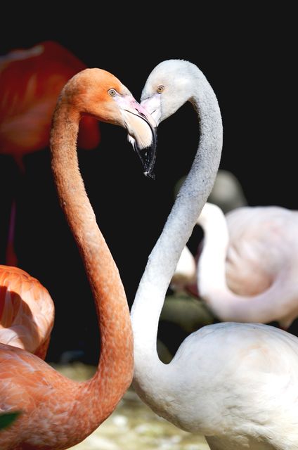 Two flamingos creating a heart shape with their entwined necks. Perfect for Valentine's Day cards, wildlife and nature blogs, and romantic-themed decorations.