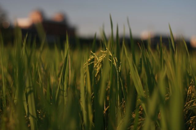 Depicting a lush green wheat field with the stalks swaying softly under the warm afternoon sunlight. Ideal for use in agriculture-related content, promoting eco-friendly farming practices, rural and countryside scenes, and nature-focused projects.