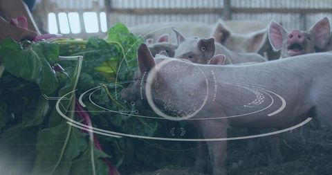 Smart farming pigs feeding on fresh greens with augmented reality analytics