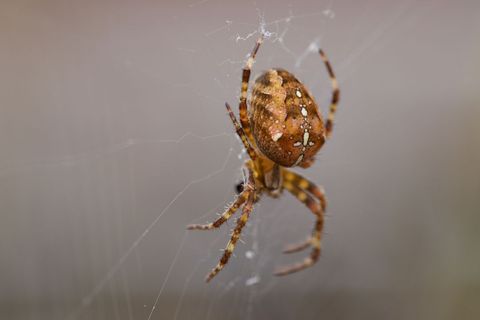 Macro close-up orange-brown orb weaver spider hanging on web with patterned abdomen