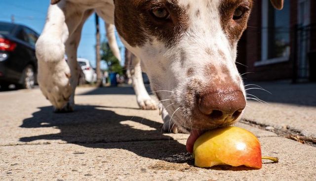 Brown and white dog licking bitten apple on sunlit urban sidewalk close-up