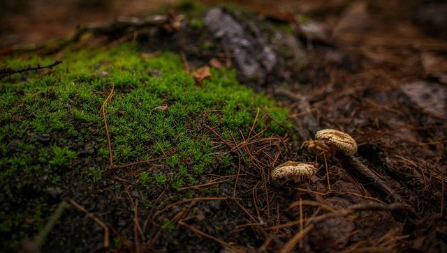 Mushroom duo nestling in pine needle bed beside vibrant moss on forest floor